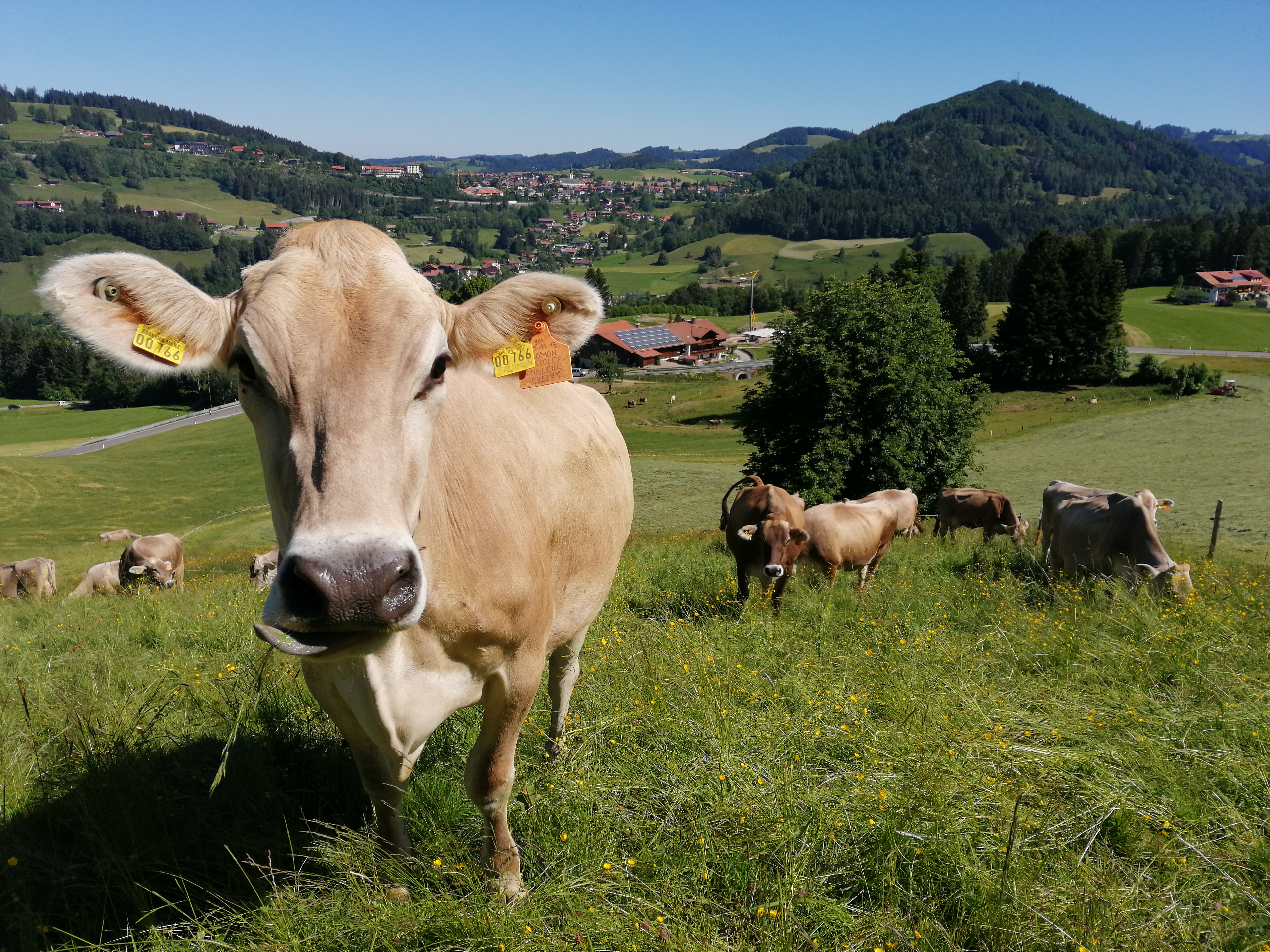 Bauernhof Denz I nostri animali mucche