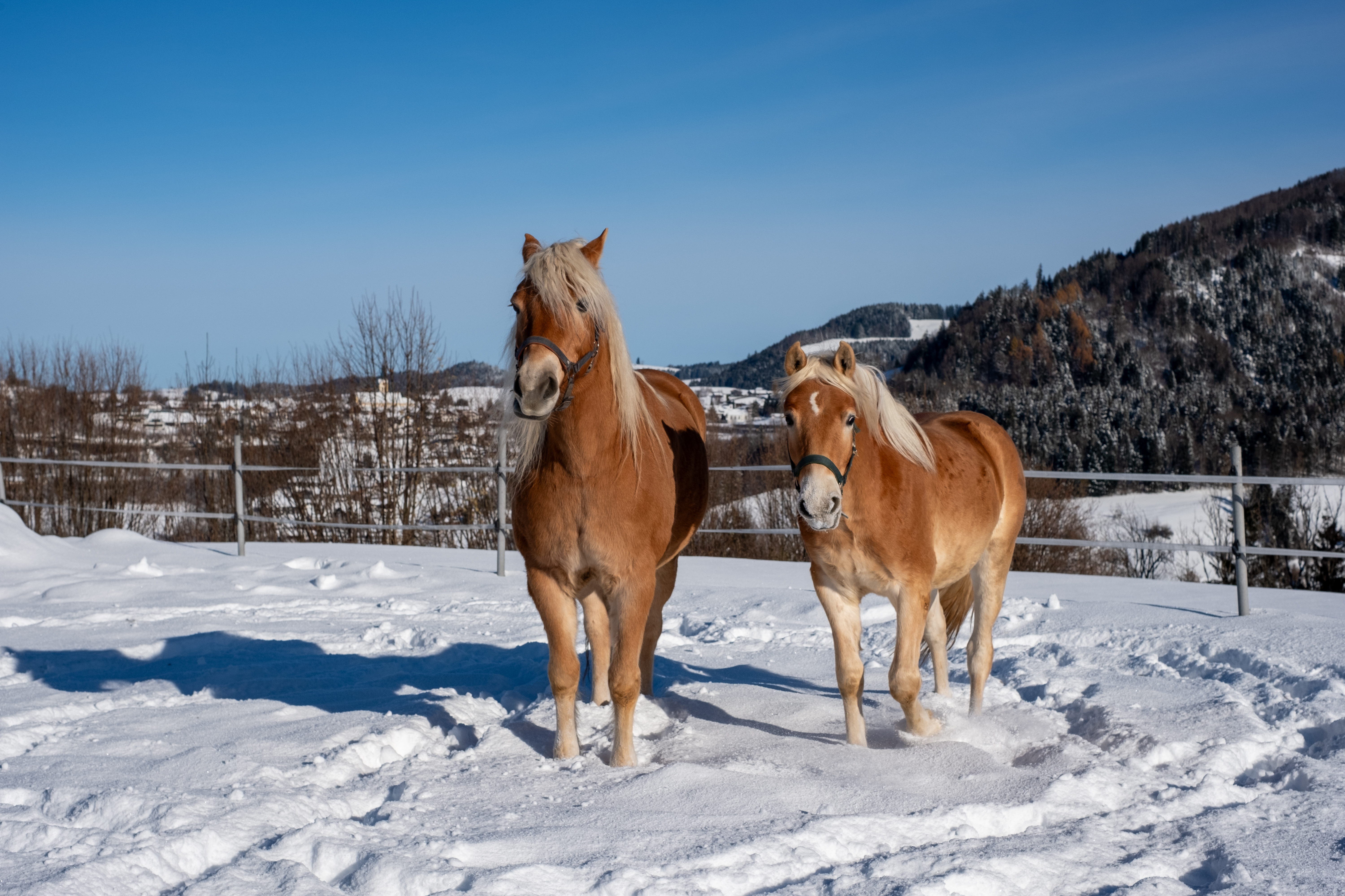 Bauernhof Denz I nostri animali cavalli