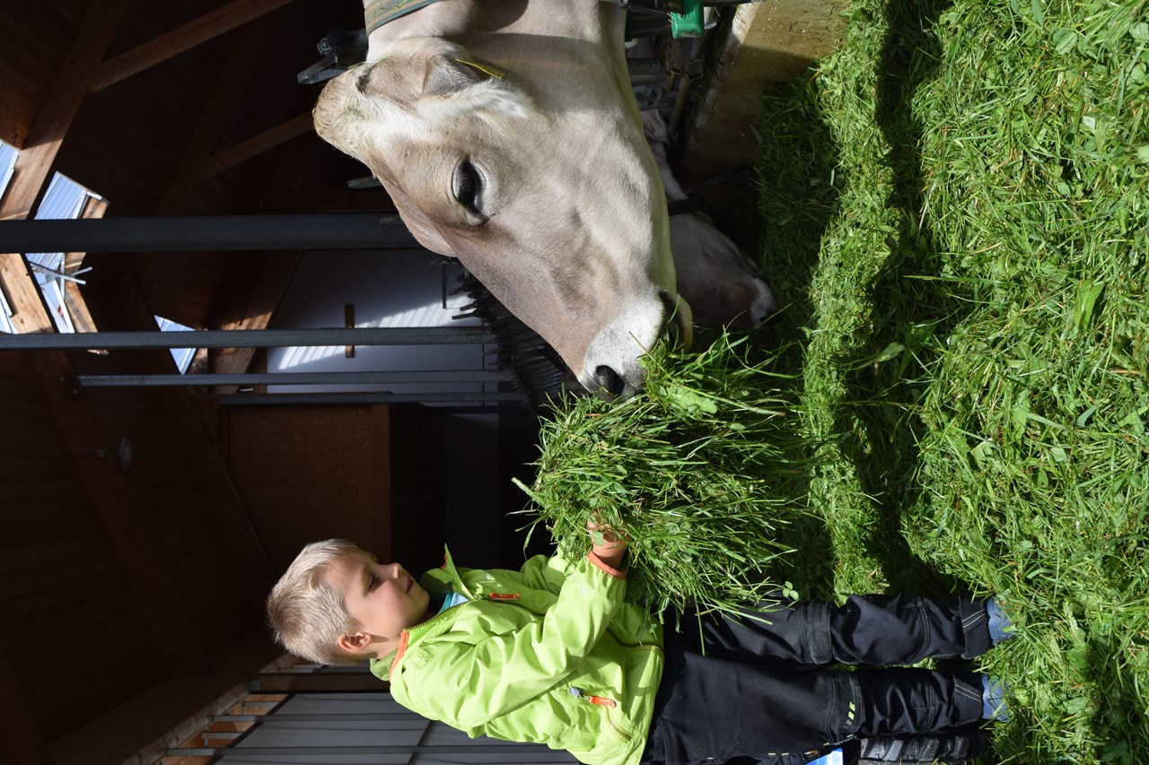 Biobauernhof Holzer unsere Tiere Mithilfe im Stall