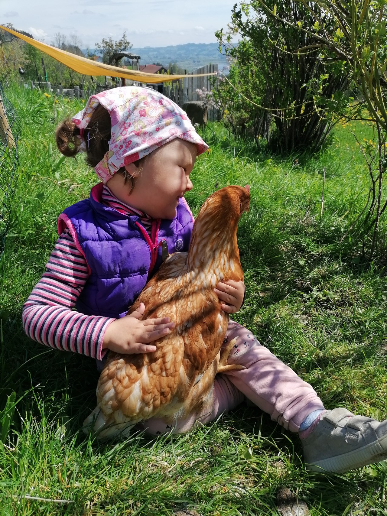 Biobauernhof Holzer Our animals Chicken love