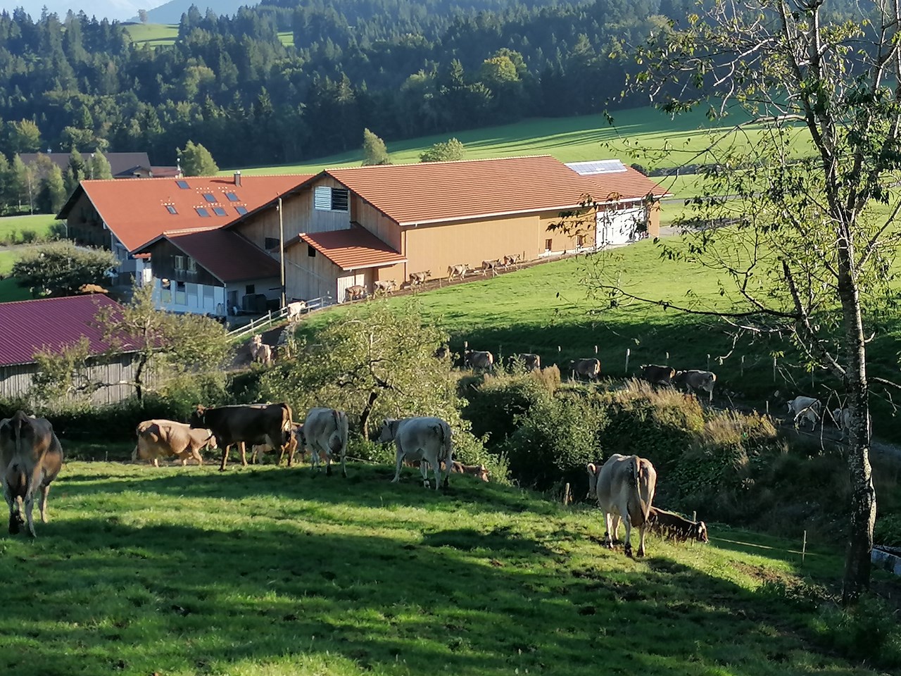 Biobauernhof Holzer unsere Tiere Kühe kehren zurück in den Stall