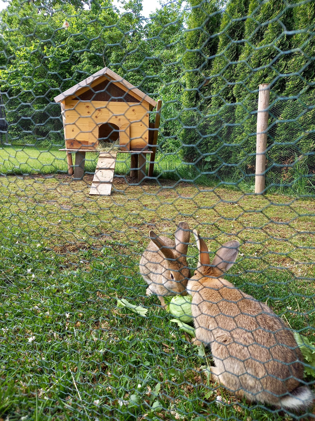 Ferienhof Haslach Naše životinje 