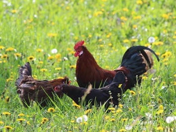 Biohof Lueg I nostri animali Polli e gallo in cerca di cibo