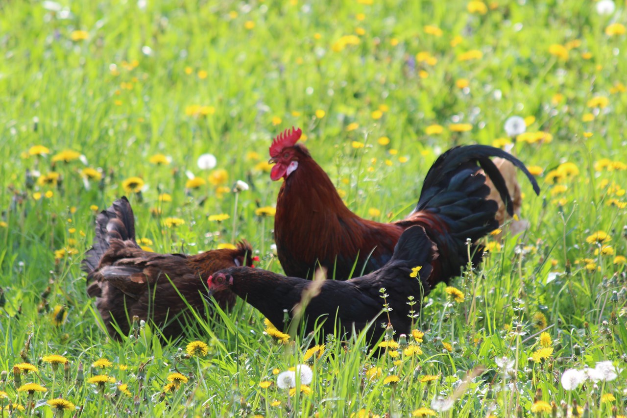 Biohof Lueg unsere Tiere Hühner und Hahn auf Futtersuche