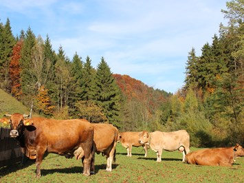 Biohof Lueg Naše zvieratá Murbodner kravy na jesennej pastve