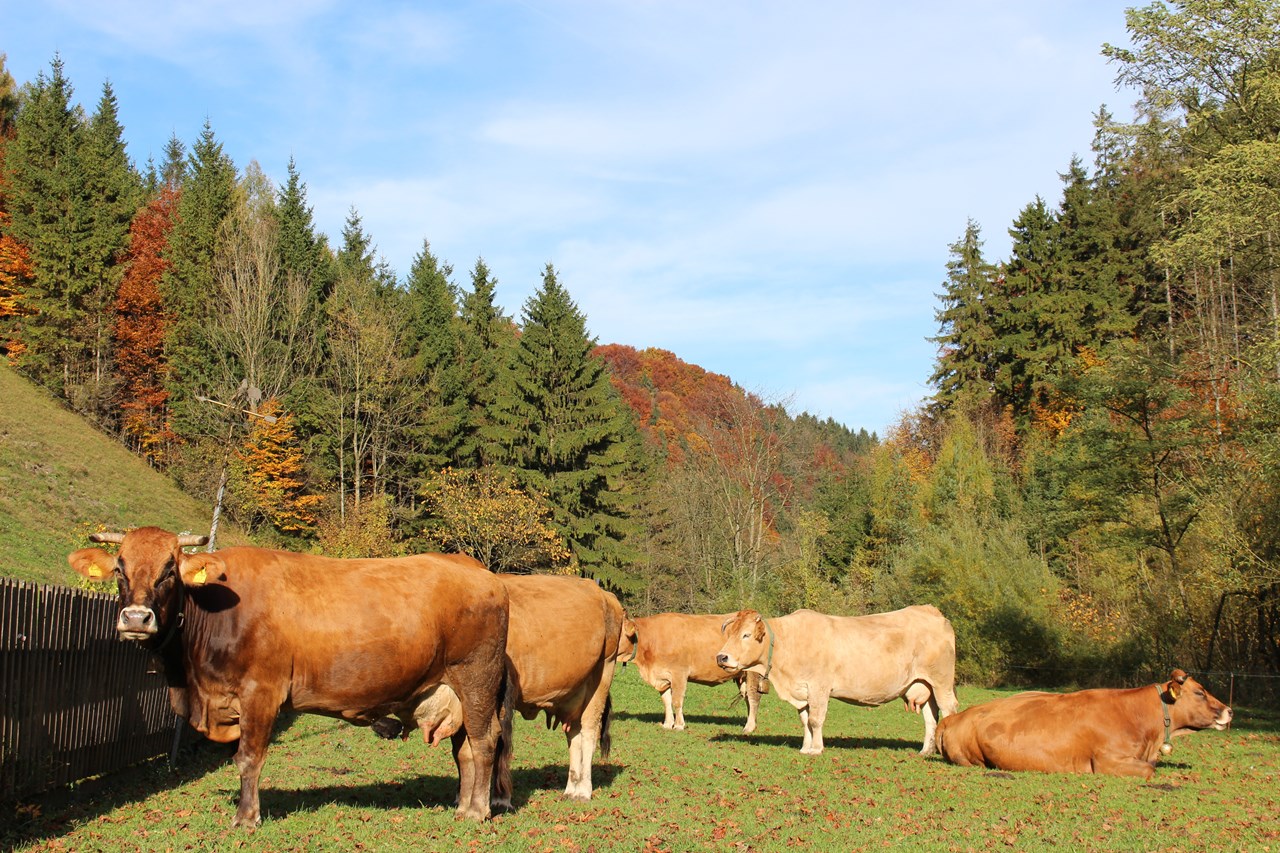 Biohof Lueg unsere Tiere Murbodner Kühe auf der Herbstweide