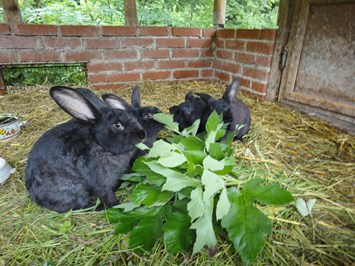 Biohof Lueg Naše zvieratá Králiky v králičej vile