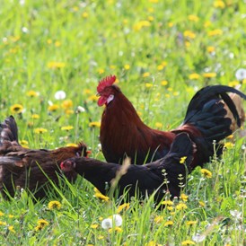 Ferien Bauernhof: Hahn und Hennen auf der Blumenwiese - Biohof Lueg