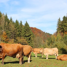 Ferien Bauernhof: Murbodner Kühe auf der Herbstweide - Biohof Lueg