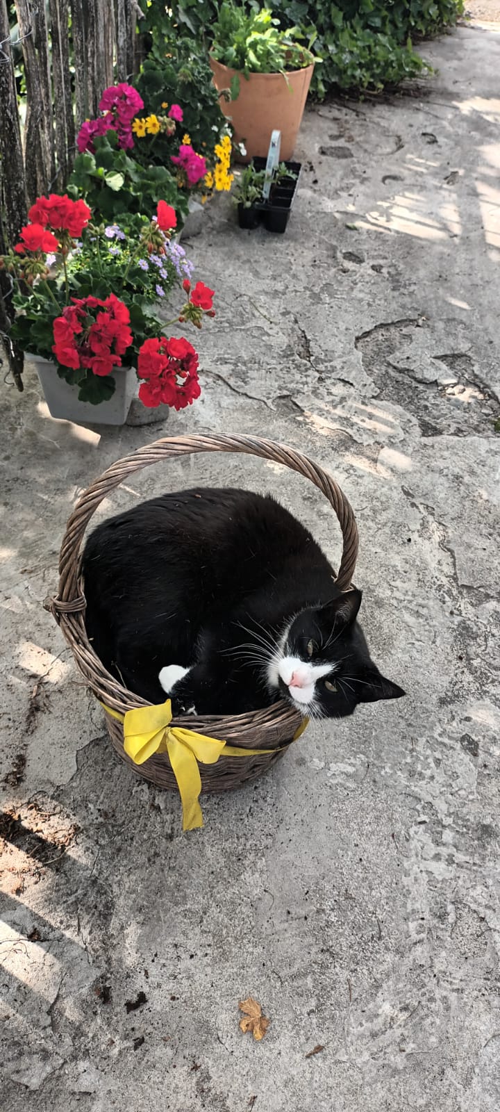 Alphaus Aigis  Our animals Our cat Bella