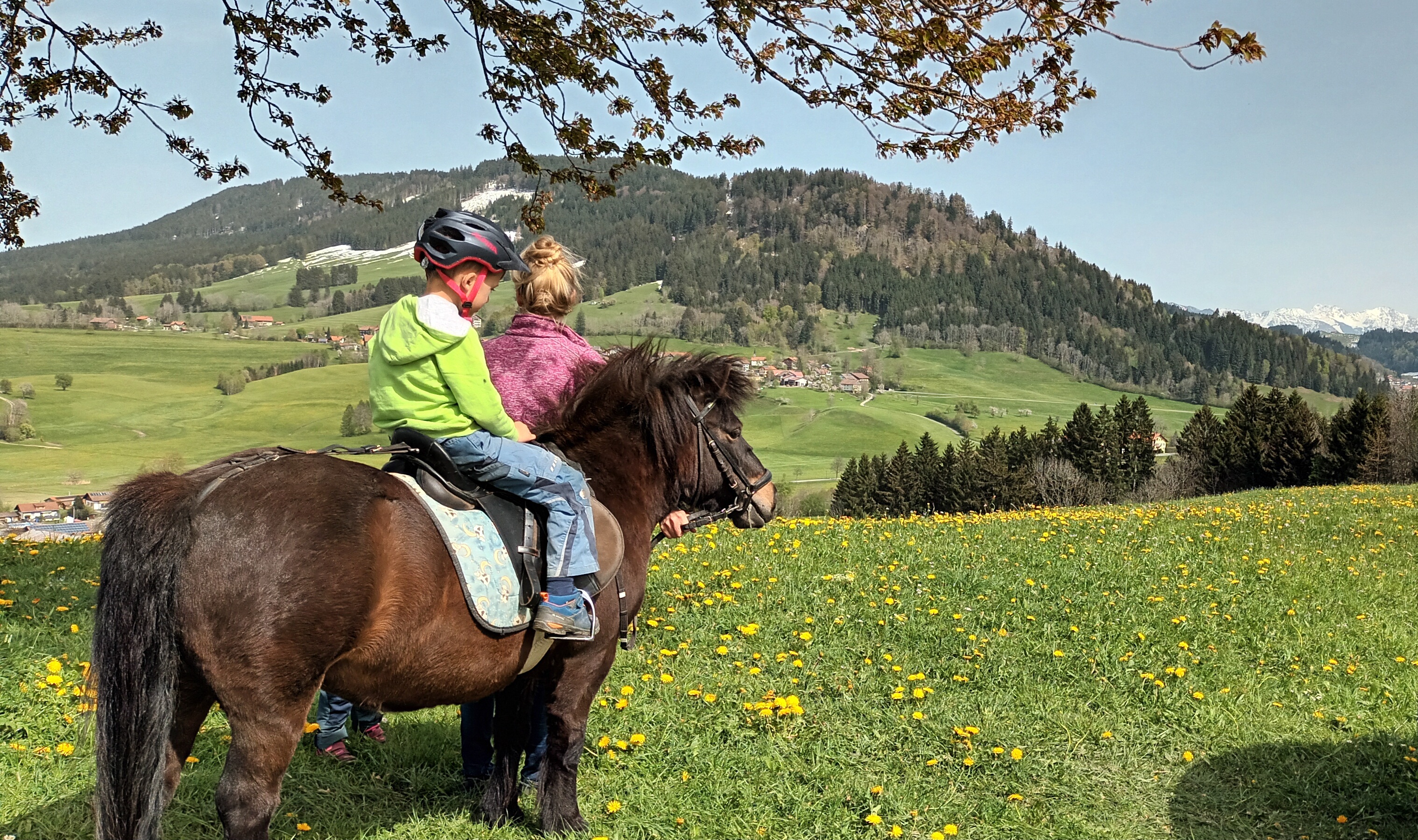 Alphaus Aigis  Our animals Pony riding 