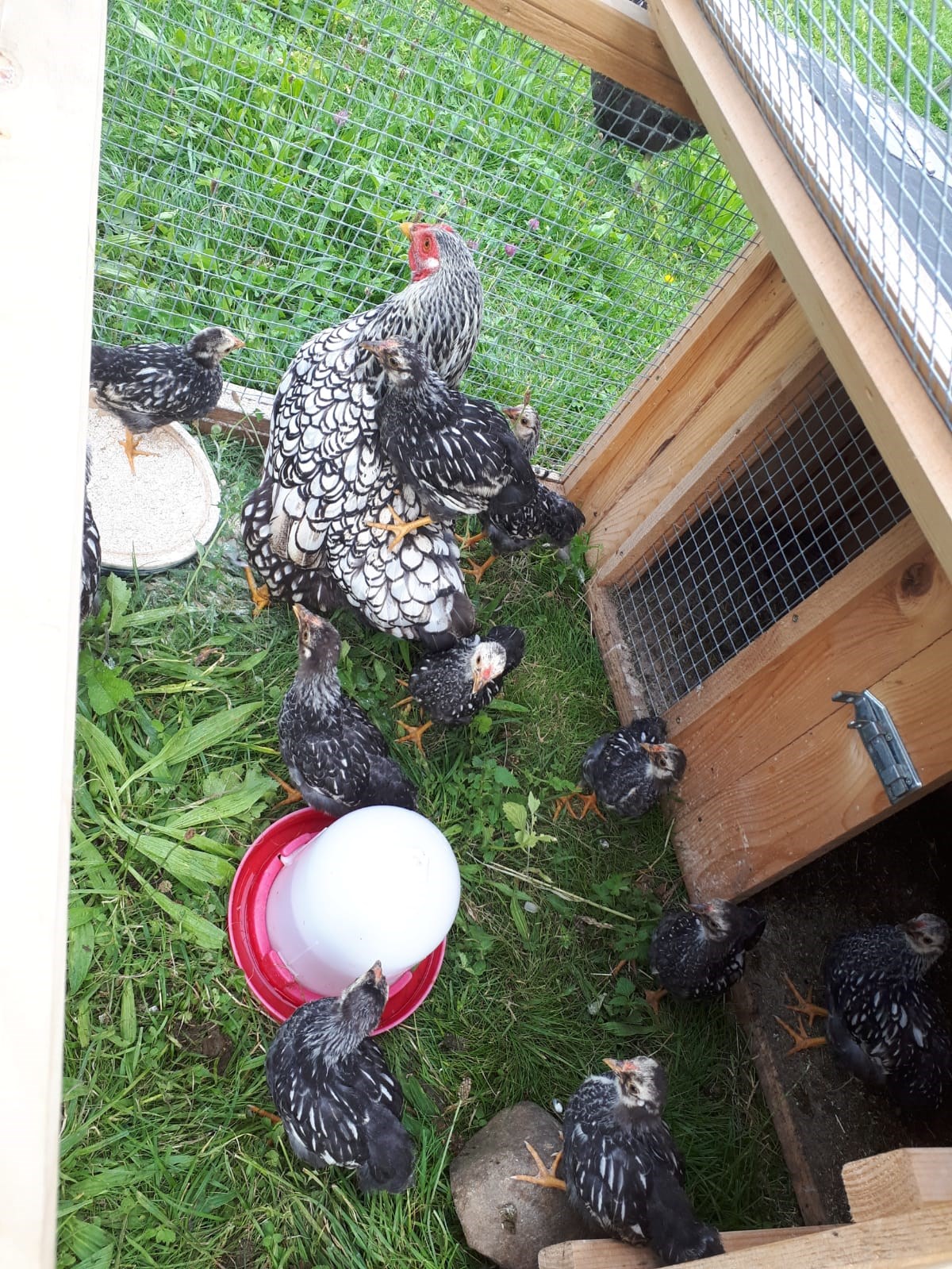 Alphaus Aigis  Onze dieren kudde kippen 