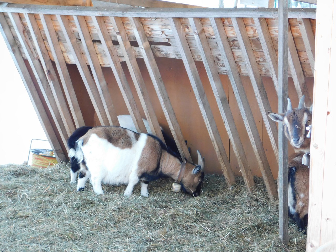 Ferienhof Berktold Our animals goats