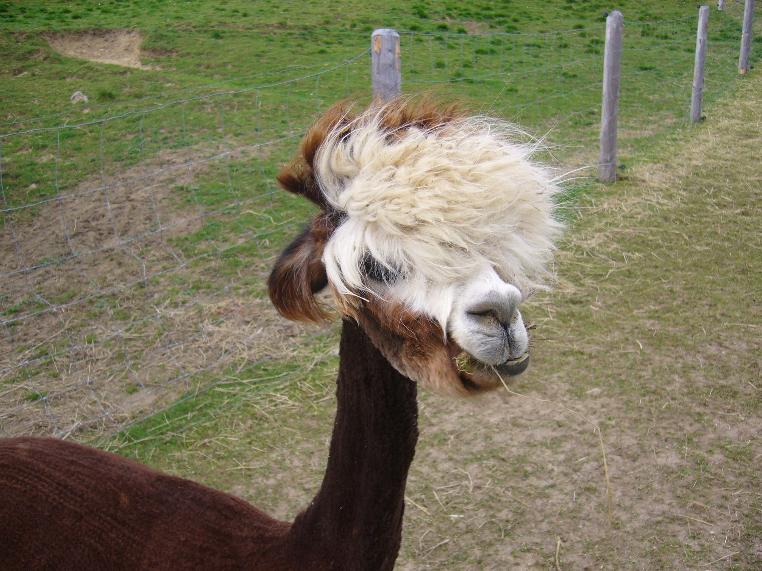 Urlaub auf dem Bauernhof - Schoppernau - Der AuszeitHof