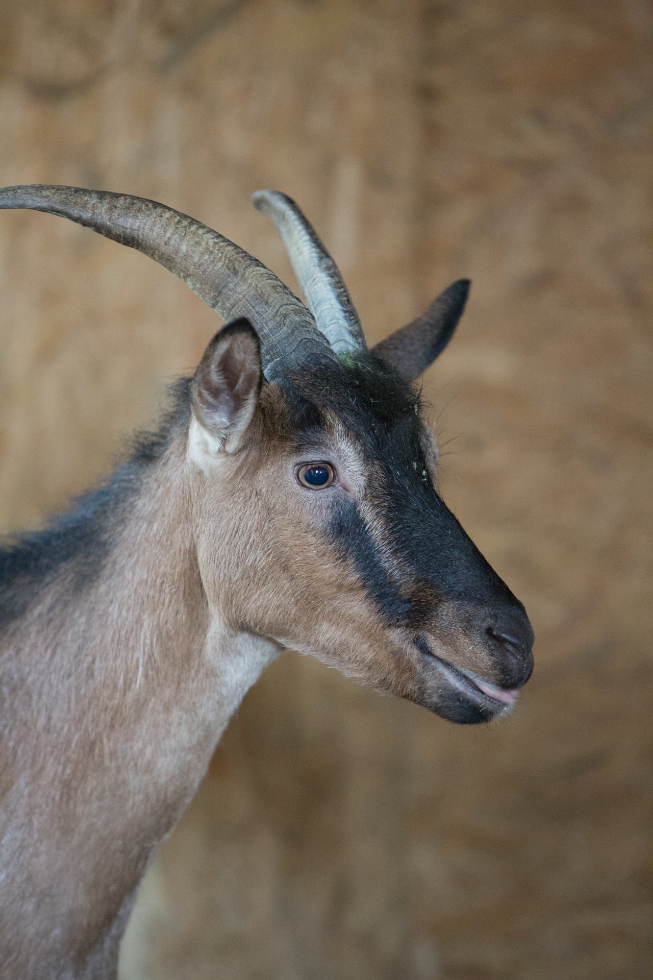 Mockenhof I nostri animali Capre