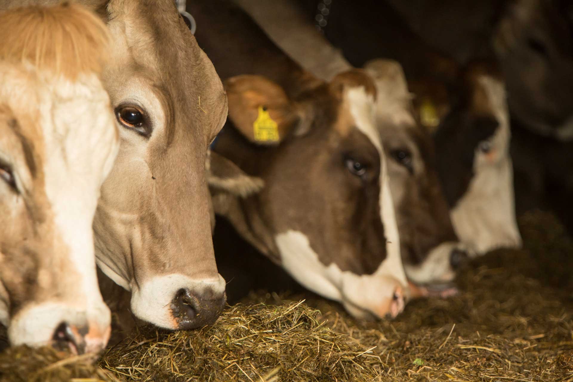 Mockenhof I nostri animali Mucche e vitelli