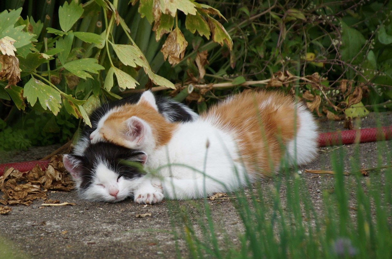 Mockenhof I nostri animali gatti