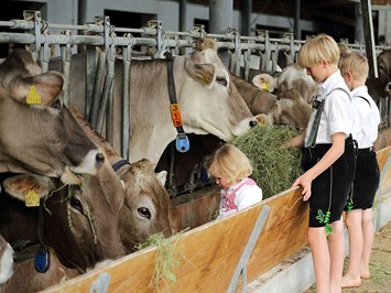 Ferienhof Linder am Forggensee Naše životinje Naše krave