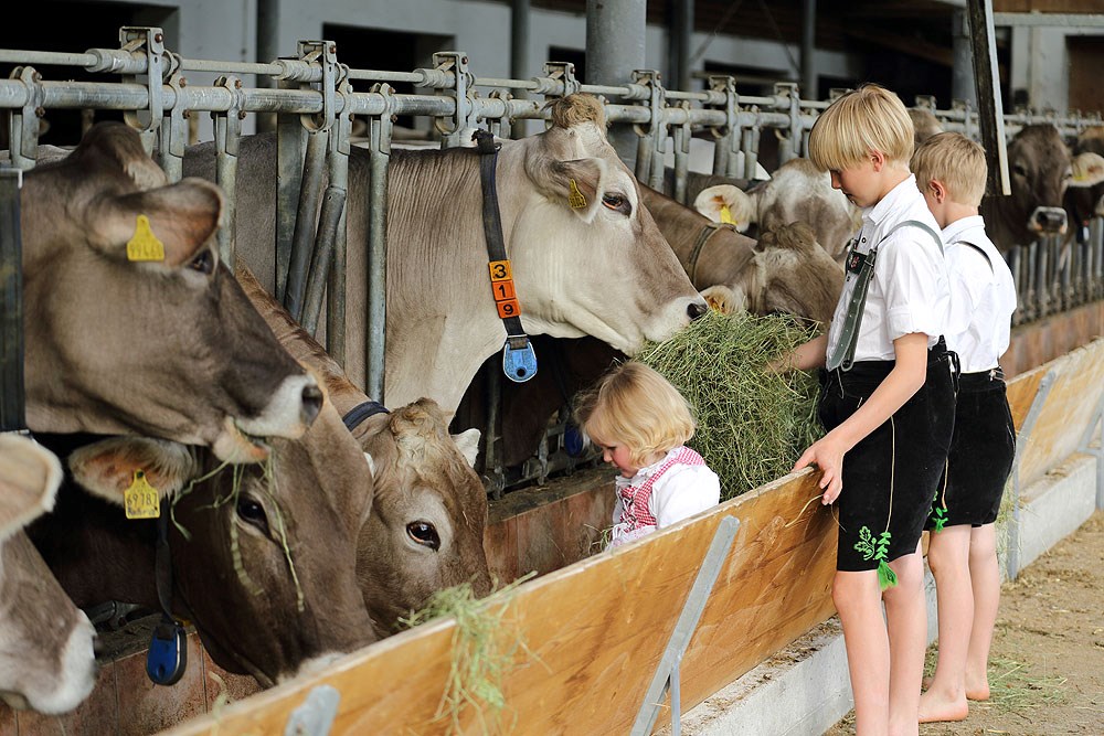 Ferienhof Linder am Forggensee unsere Tiere Unsere Kühe