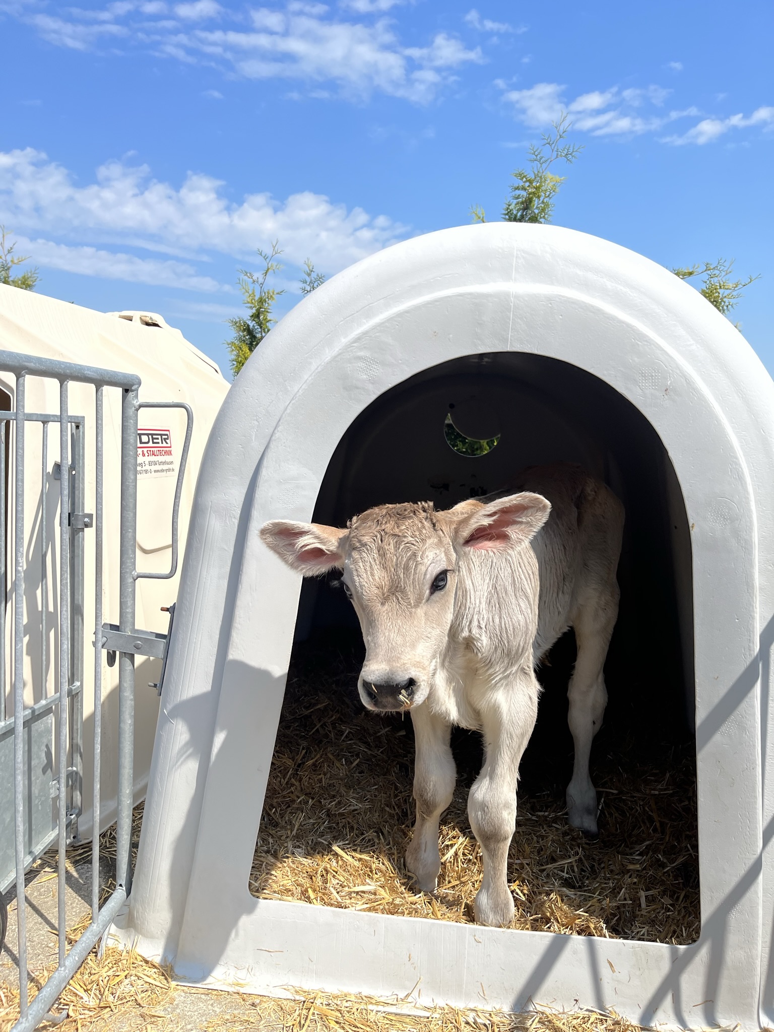 Ferien Bauernhof: Kälbchen Anna genießt das gute Wetter. - Ferienhof Nägele