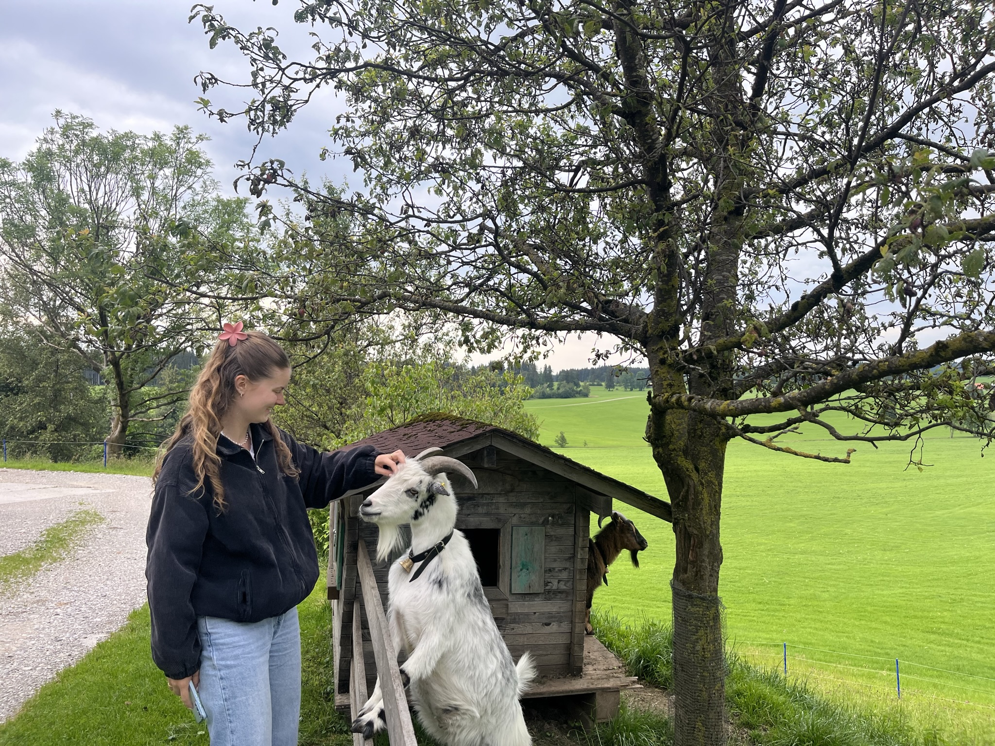 Ferien Bauernhof: Heino genießt die Streicheleinheiten von Johanna. - Ferienhof Nägele