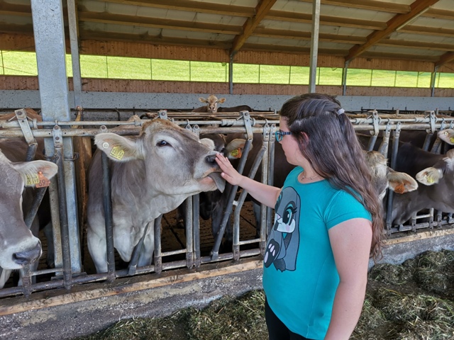 Ferien Bauernhof: Habt ihr schon einmal gespürt, wie rauh die Zunge von einer Kuh ist?  - Ferienhof Nägele