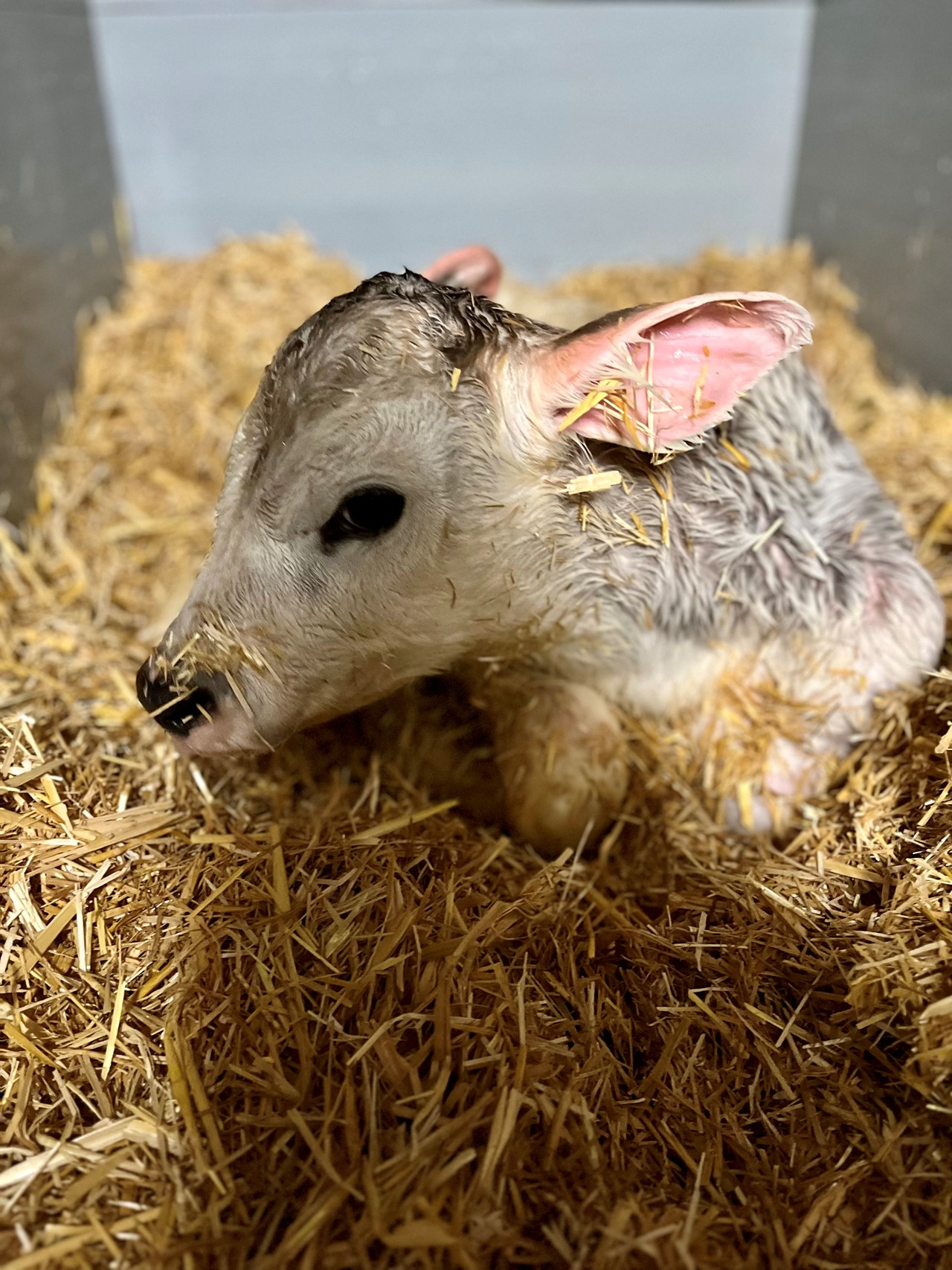 Ferienhof Nägele Naše životinje Tele Thilda