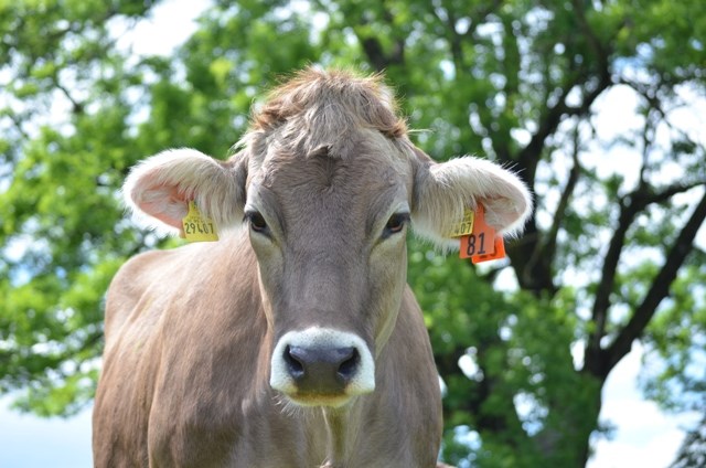 Ferienhof Nägele Naše životinje Schumpen