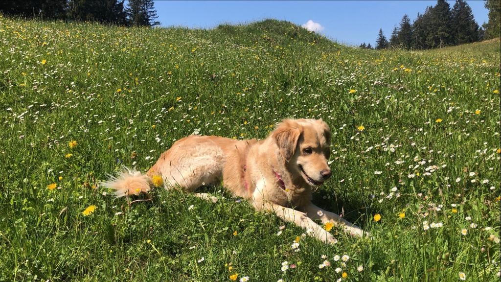 Ferienhof Nägele unsere Tiere Familienhund Sunny 