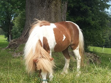 Ferienhof Nägele unsere Tiere Pony Moni