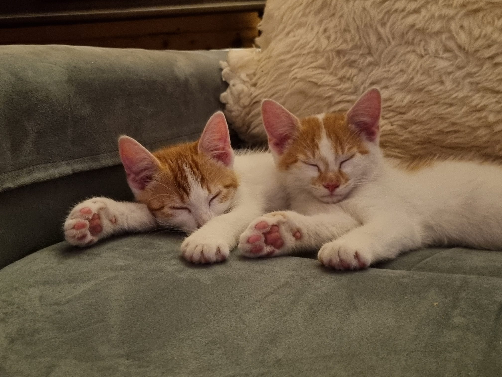 Landhaus Mohr unsere Tiere Emmi und Max