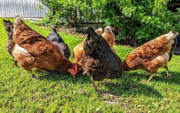 Lochbihlerhof in Wertach unsere Tiere unsere Hühner für ihre Frühstückseier
