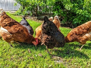 Lochbihlerhof in Wertach unsere Tiere unsere Hühner für ihre Frühstückseier