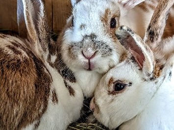 Lochbihlerhof in Wertach I nostri animali i nostri conigli e porcellini d'India