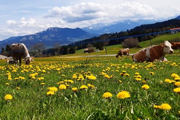 Ferien Bauernhof: Kühe auf der Löwenzahnweide - Bergbauernhof Meßmang
