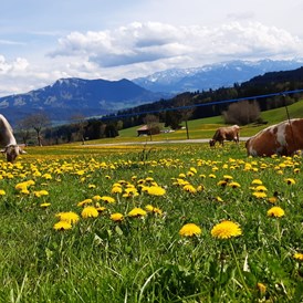 Ferien Bauernhof: Kühe auf der Löwenzahnweide - Bergbauernhof Meßmang