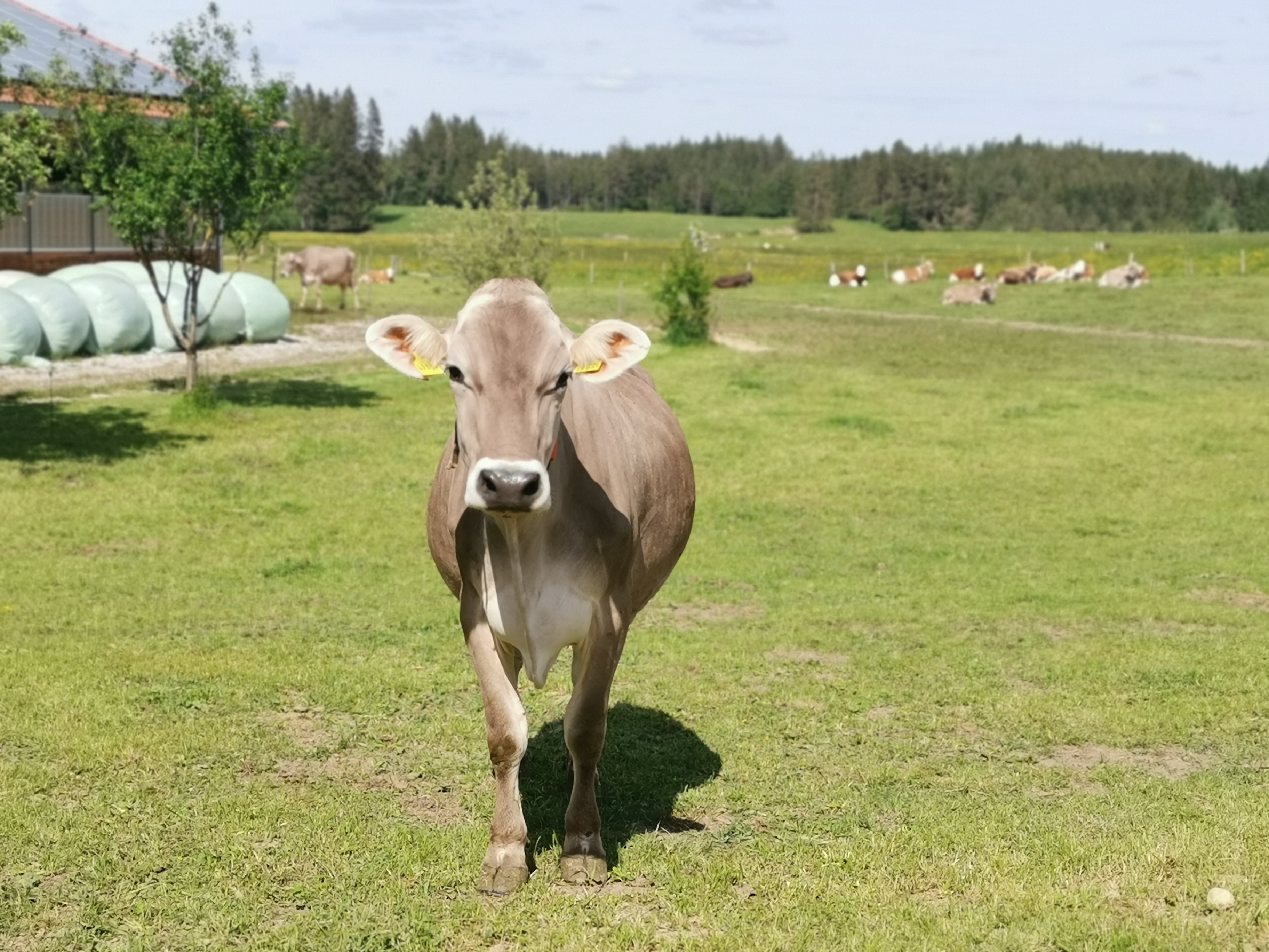 Biohof Stadler Nos animaux Vaches laitières