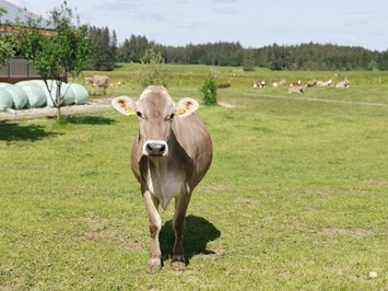 Biohof Stadler unsere Tiere Milchkühe