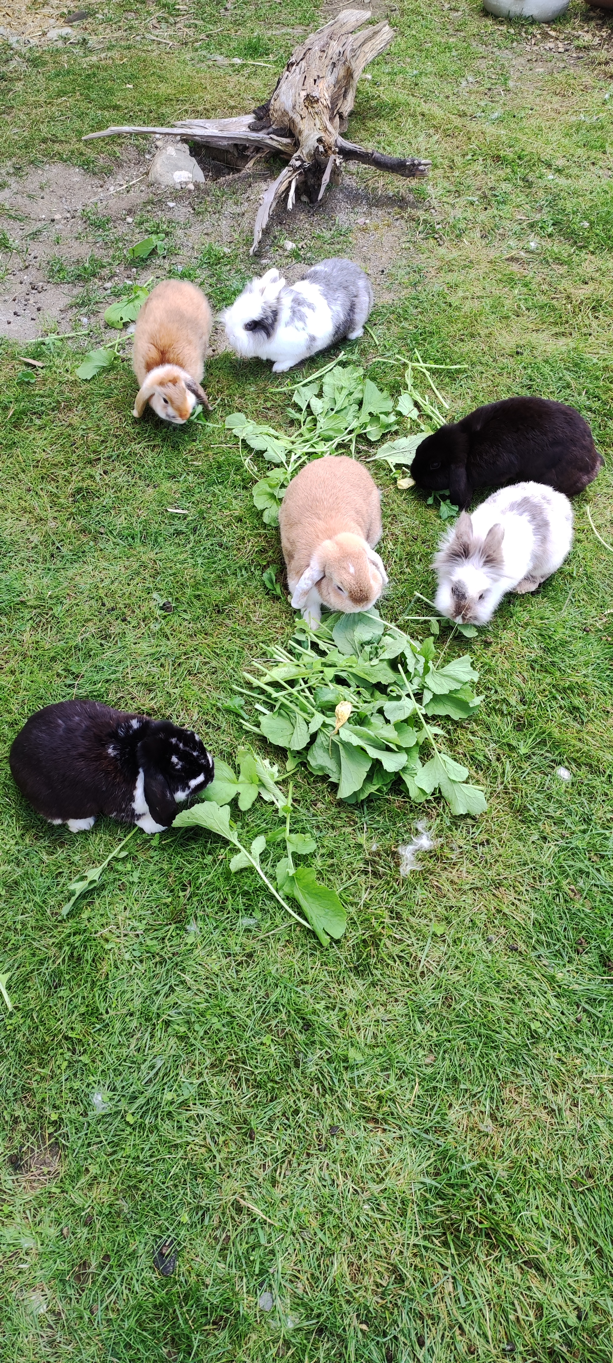Biohof Stadler Nos animaux Zoo pour enfants / petits animaux