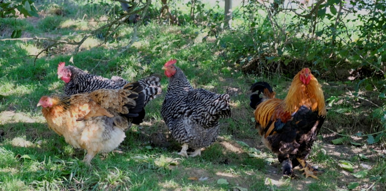 Schwalbenhof unsere Tiere Auch Hühner leben bei uns am Hof