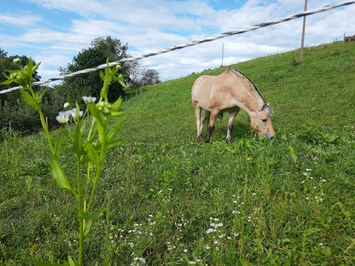 Schwalbenhof unsere Tiere Pferde am Hof