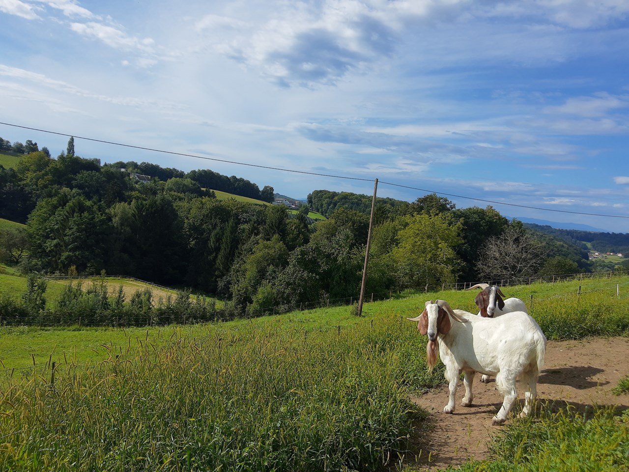 Schwalbenhof Nos animaux Chèvres à la ferme