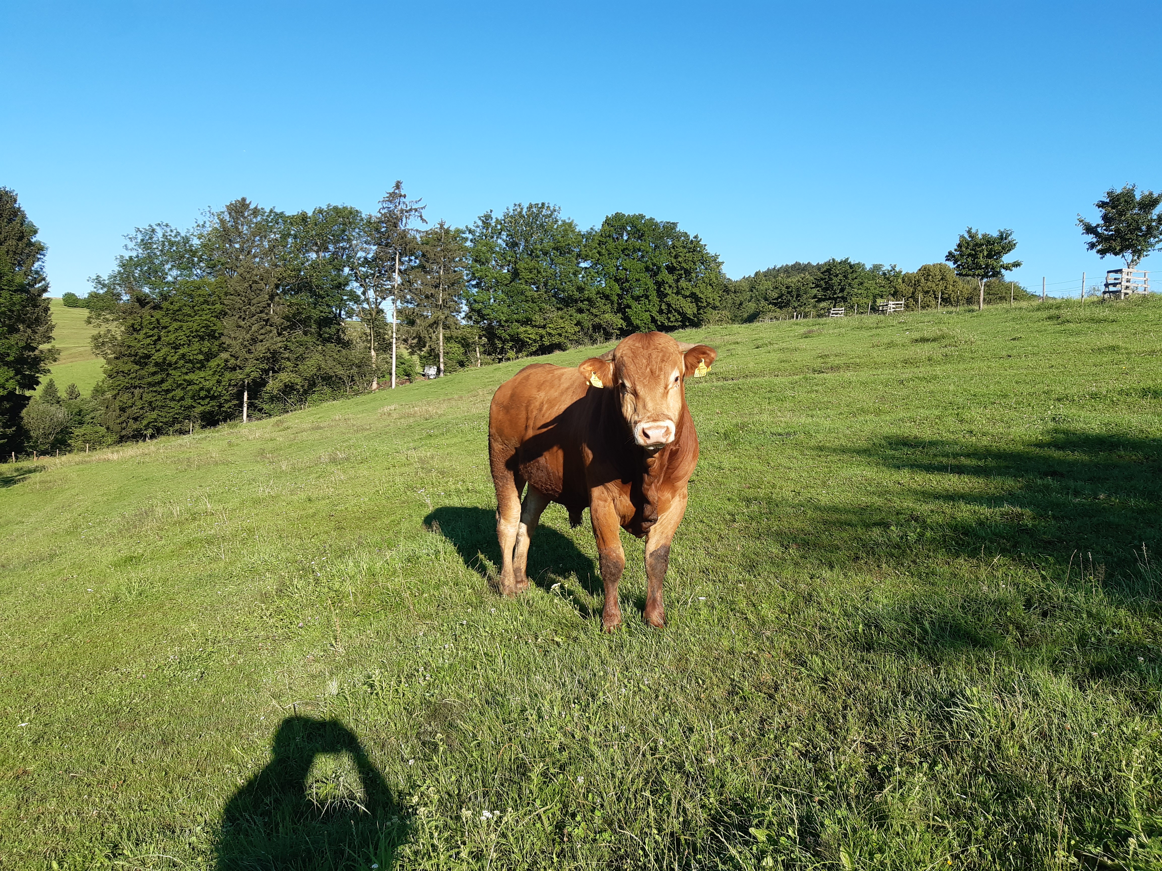 Promschhof  Ferienwohnung Schöcklblick Nos animaux Bœufs
