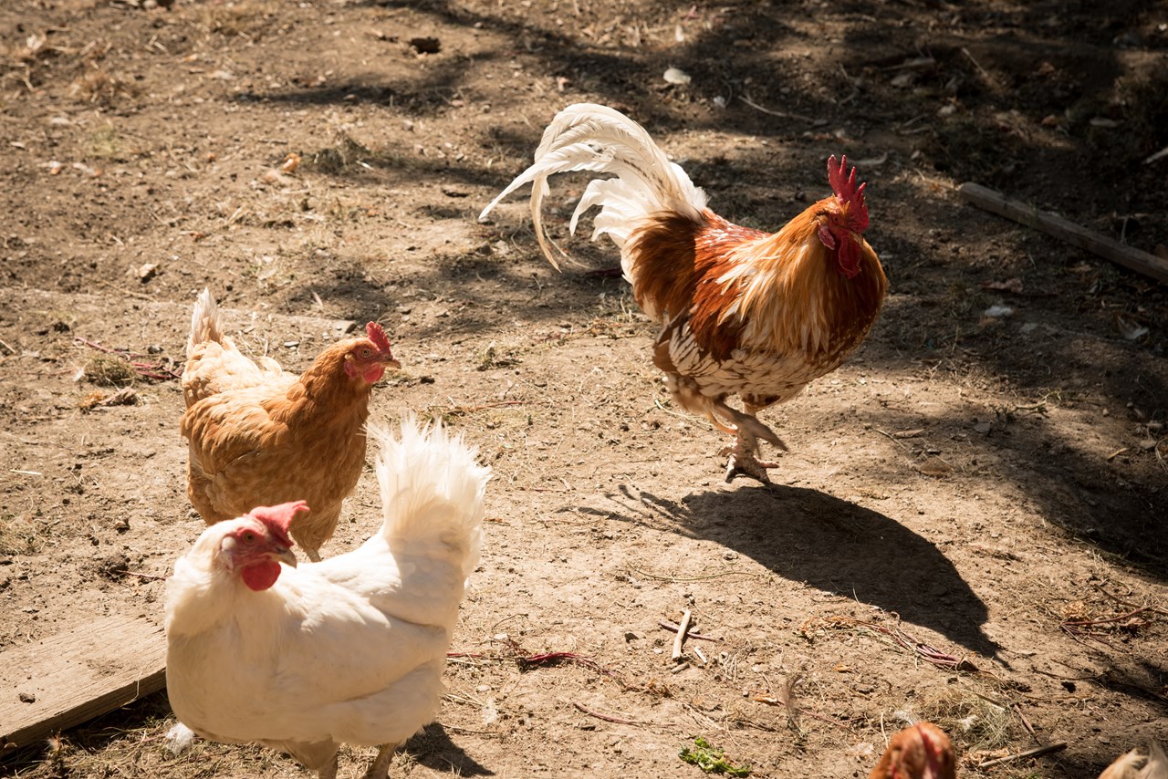 Promschhof  Ferienwohnung Schöcklblick unsere Tiere Hühner