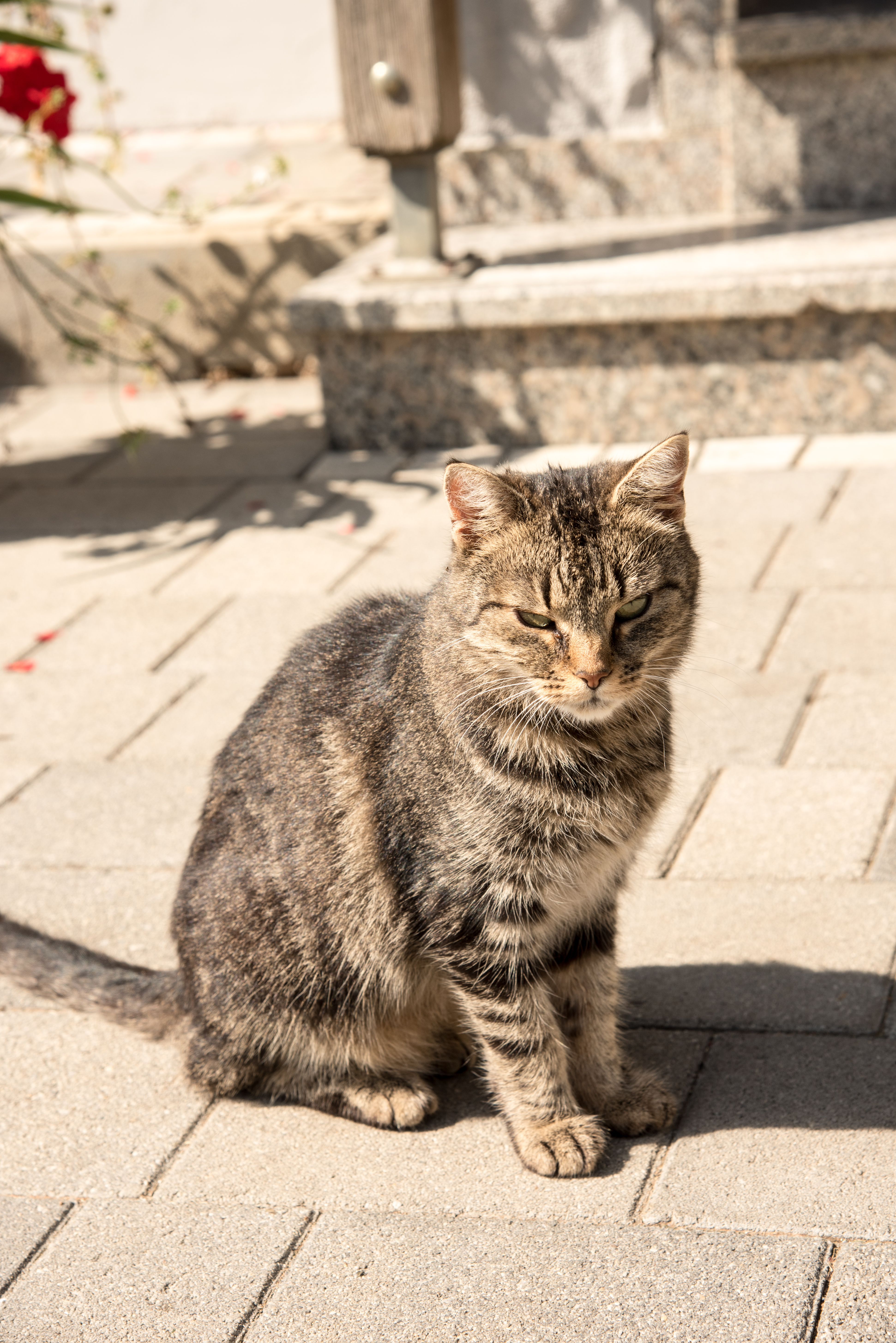 Promschhof  Ferienwohnung Schöcklblick Nos animaux Chats