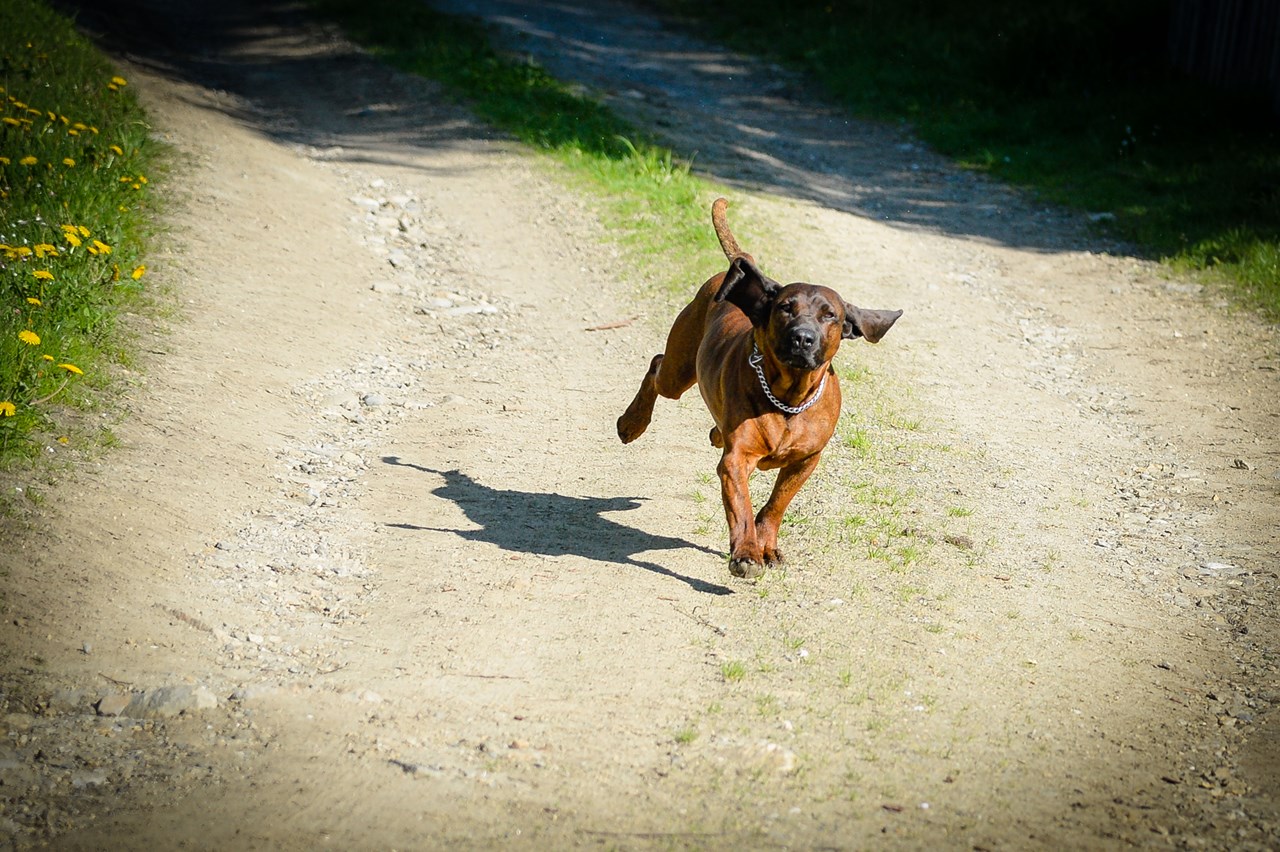 Kühbergerhof Our animals Arak