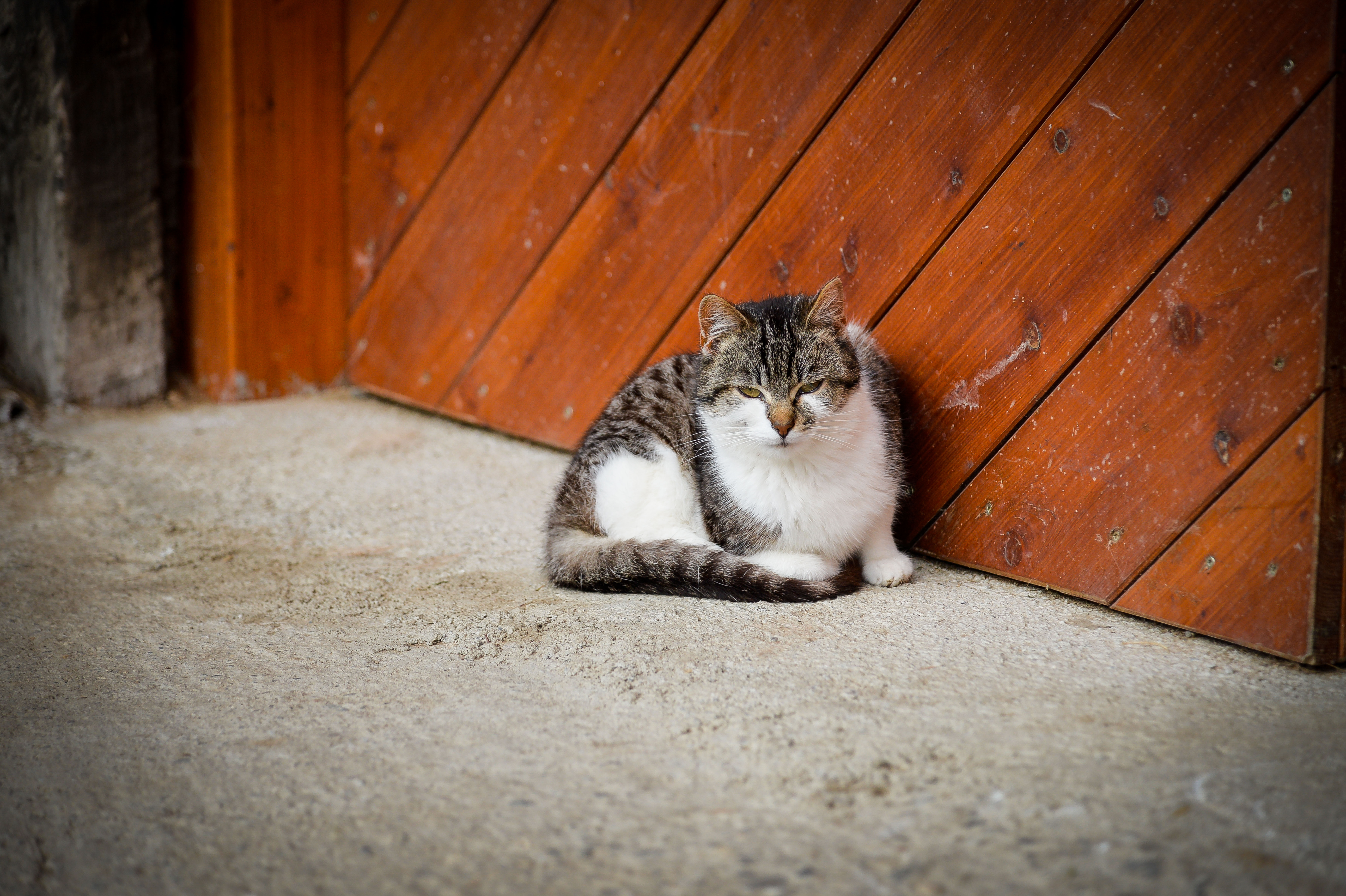 Kühbergerhof Naše životinje Mačke
