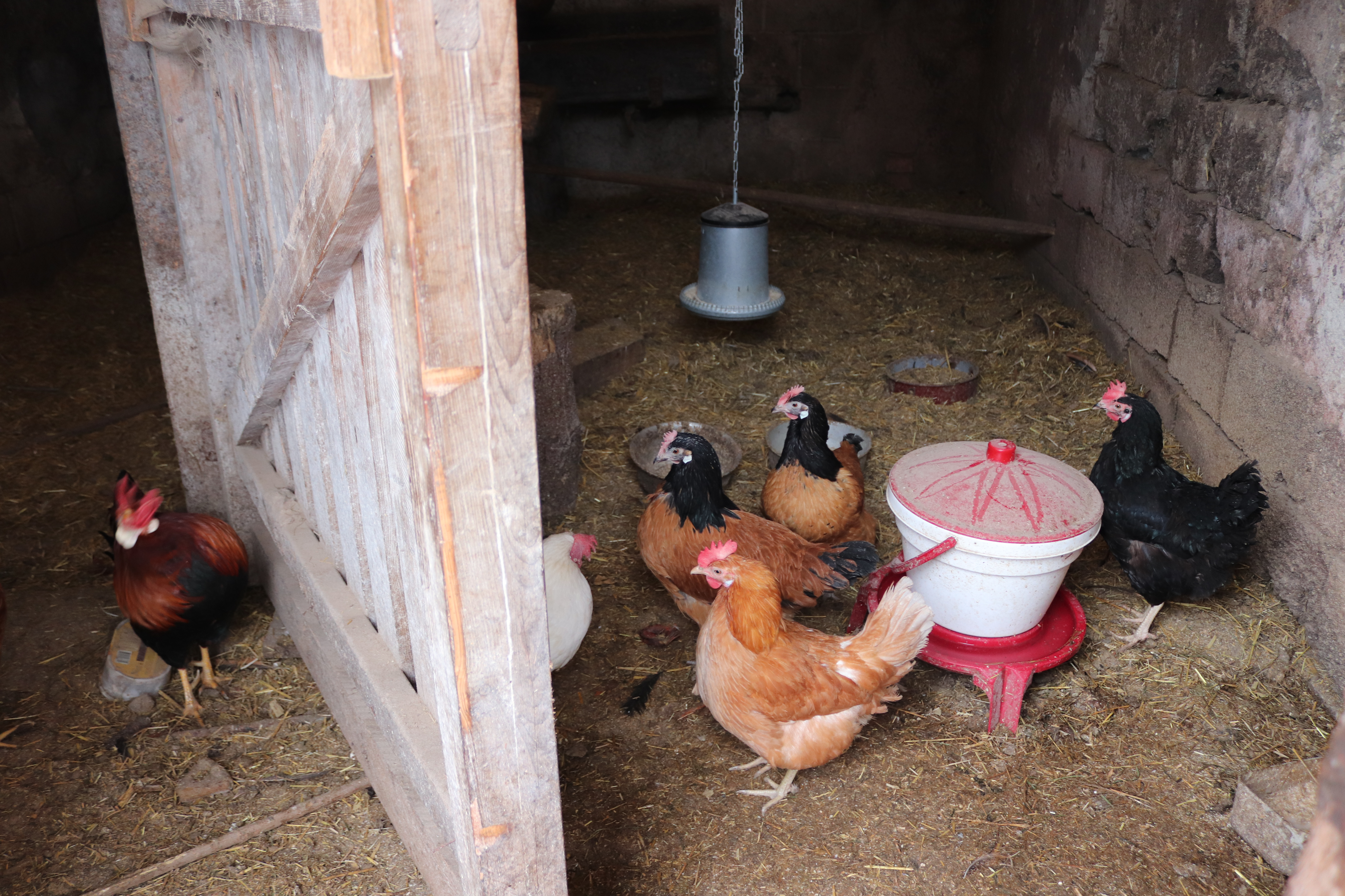Ferien Bauernhof: Payrhof - Familienurlaub am Bio-Bergbauernhof - Boerenerf