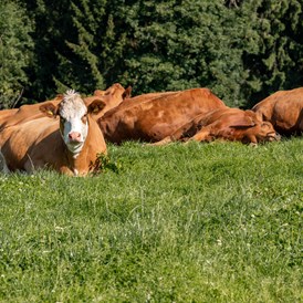 Ferien Bauernhof: Kühe - Fuchshof