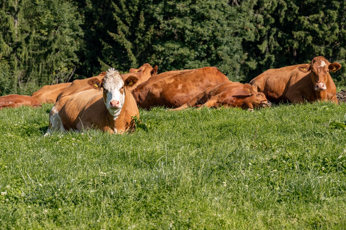Ferien Bauernhof: Kühe - Fuchshof